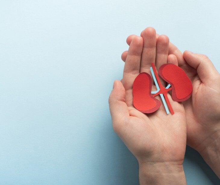 Image of paper cut out of a kidney, held in someone's palm. 