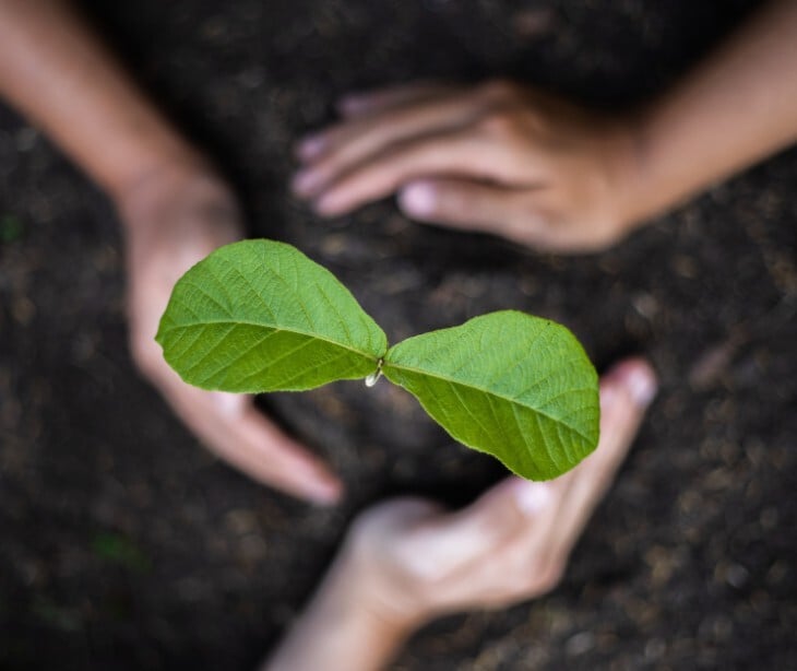 Image of a new plant in fresh soil. 